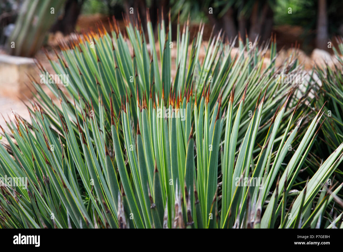 Echinocactus Grusonii plante, Origène au Mexique, en Botanicactus jardin, Mallorca, Espagne. Banque D'Images