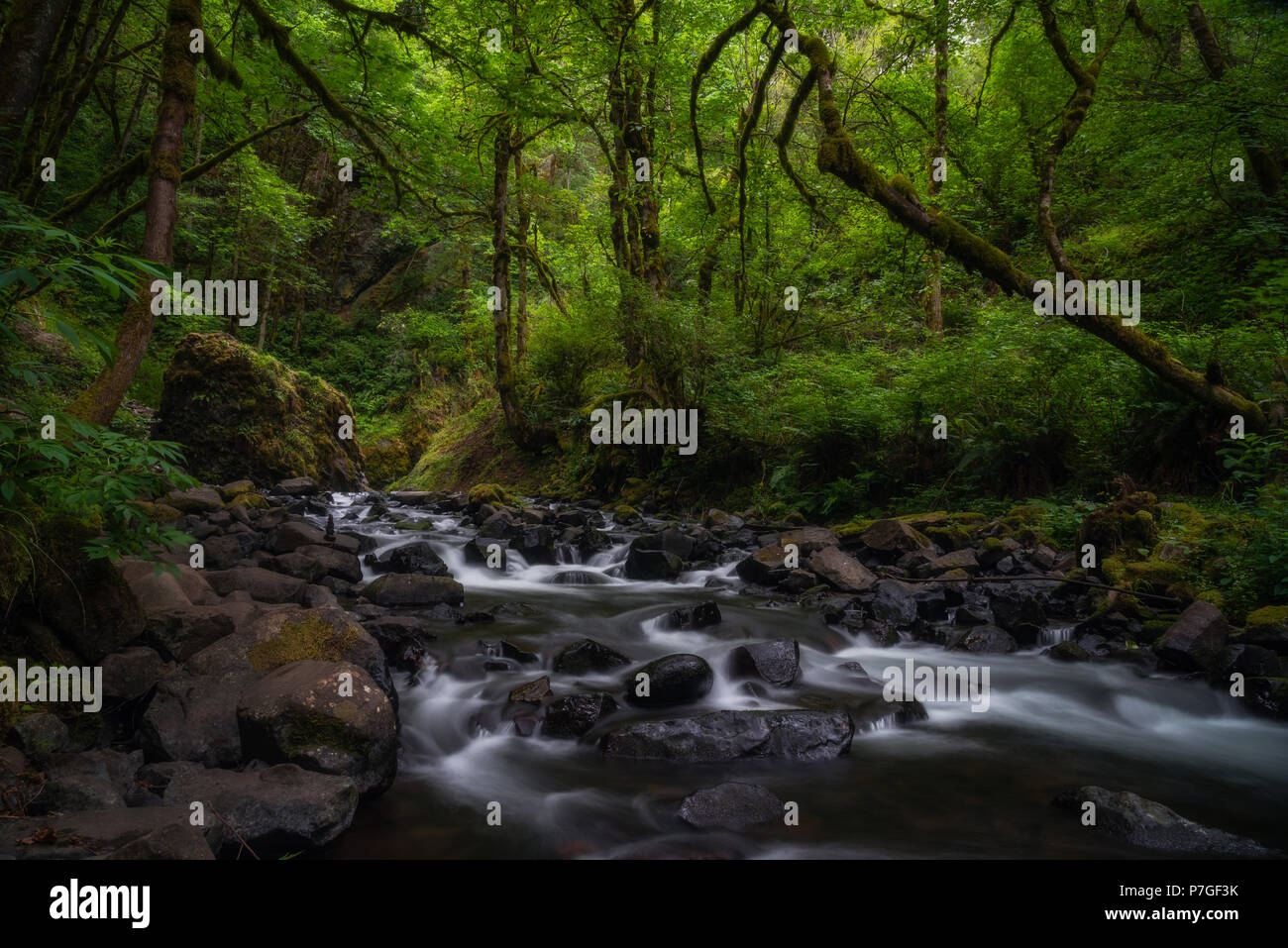 Ruisseau qui coule à travers la végétation luxuriante zen comme la forêt dans le nord-ouest du Pacifique, Oregon Banque D'Images