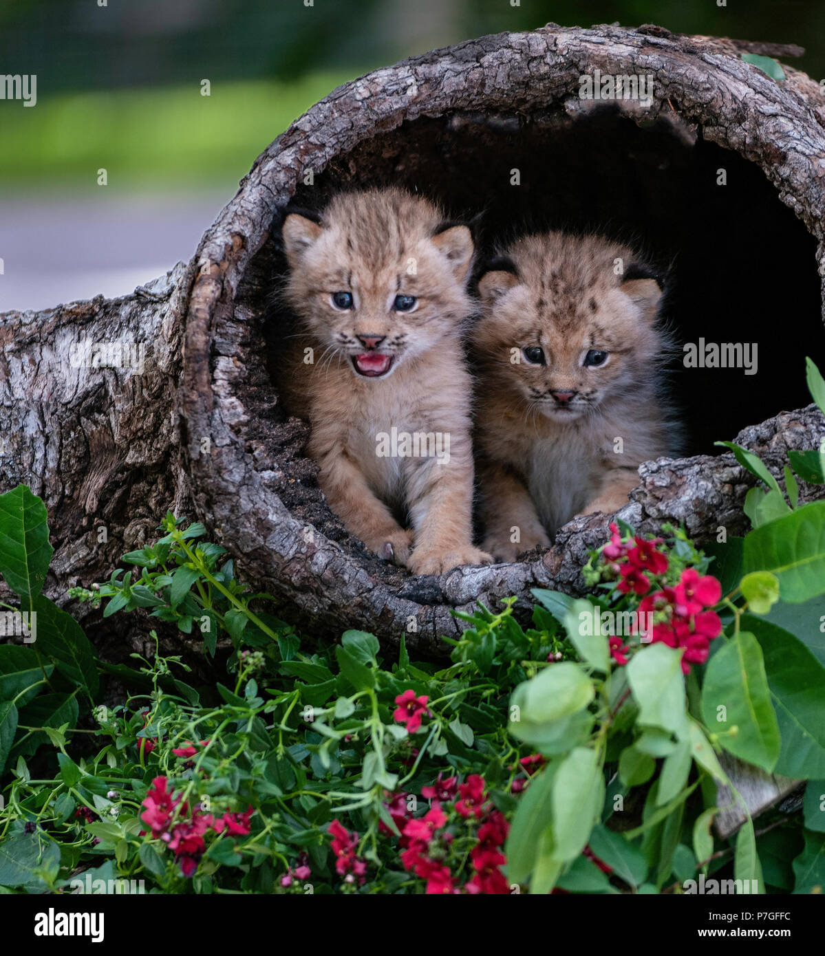 Deux chatons lynx canadien partager l'espace dans un journal évidé. Banque D'Images
