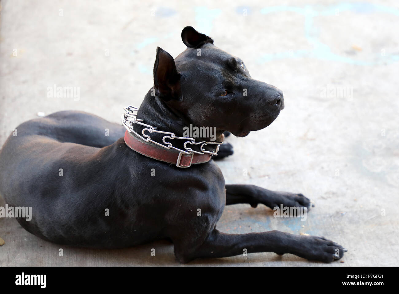 Pit-Bull Dog Banque D'Images