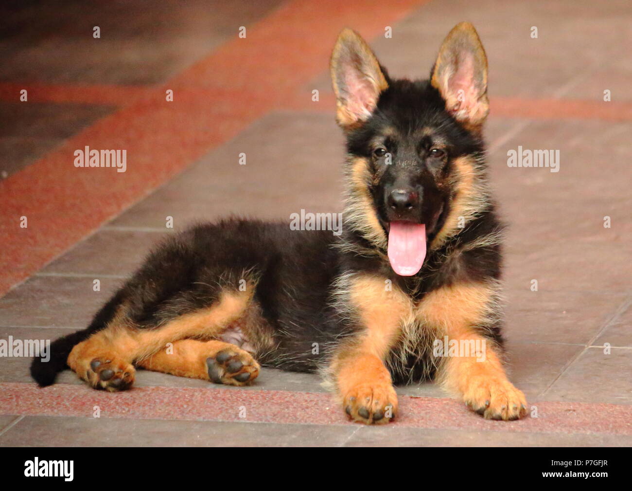 Le Roi Arthur, chiot Berger Allemand Banque D'Images