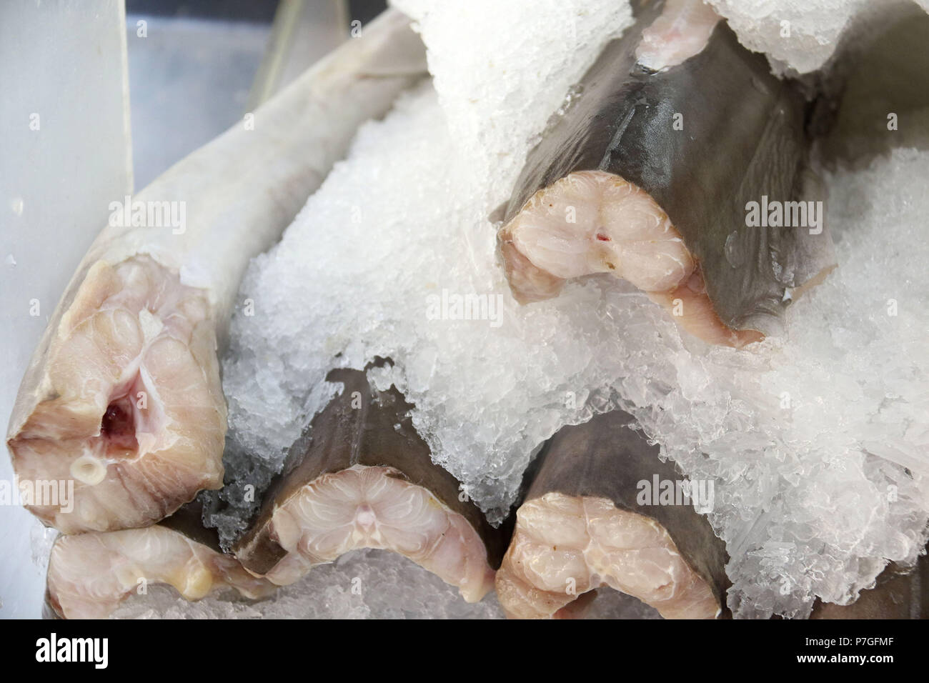 Les morceaux de requin sur glace au marché de poissons Banque D'Images