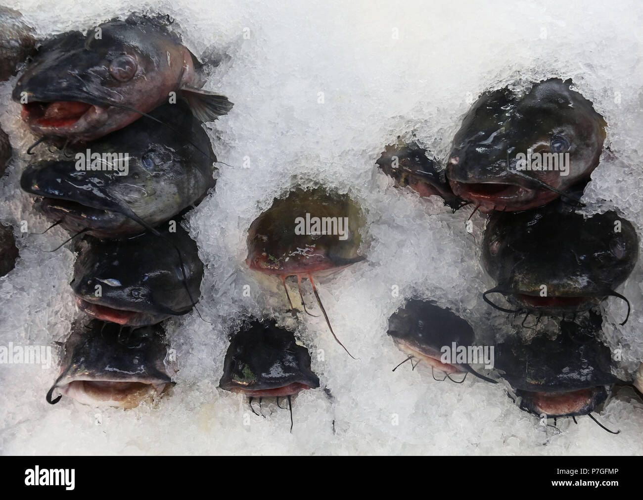 Poisson chat sauvage on ice au marché aux poissons Banque D'Images