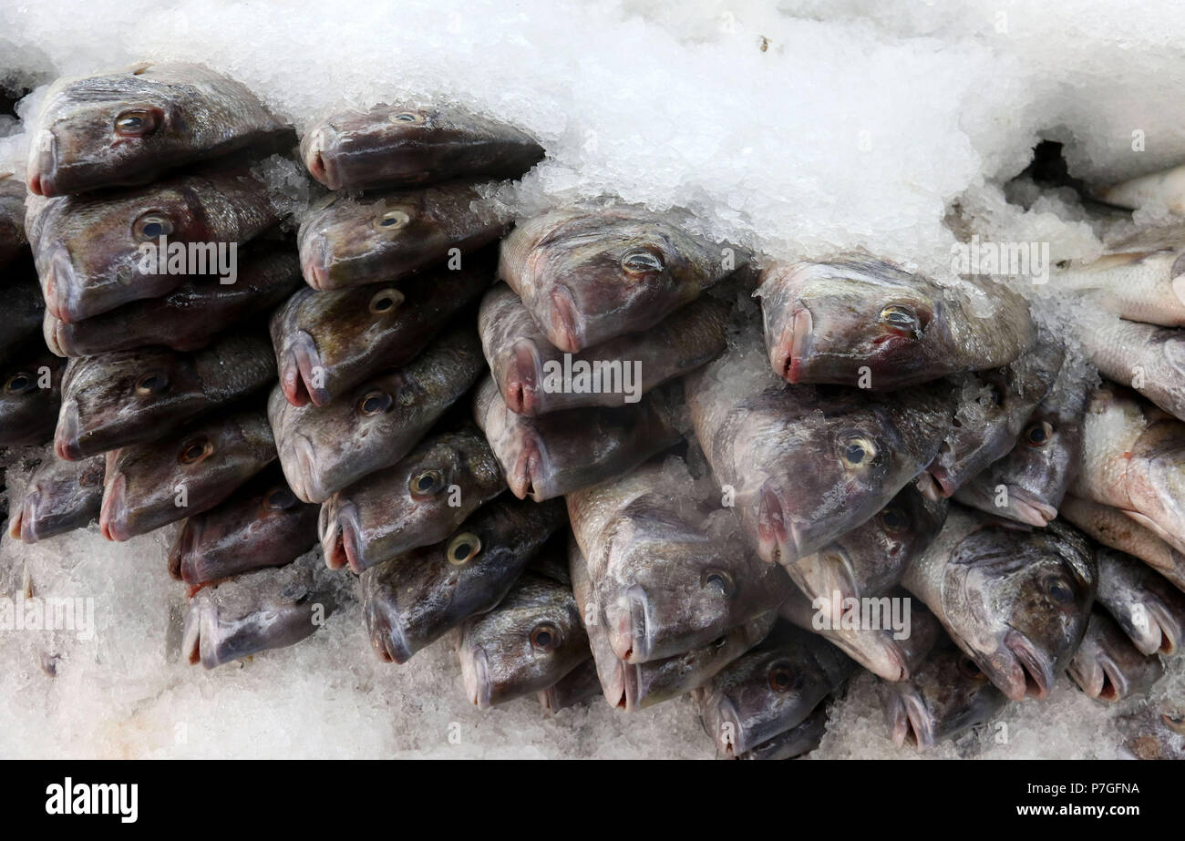 Marché aux poissons sauvages le sparidé à Banque D'Images