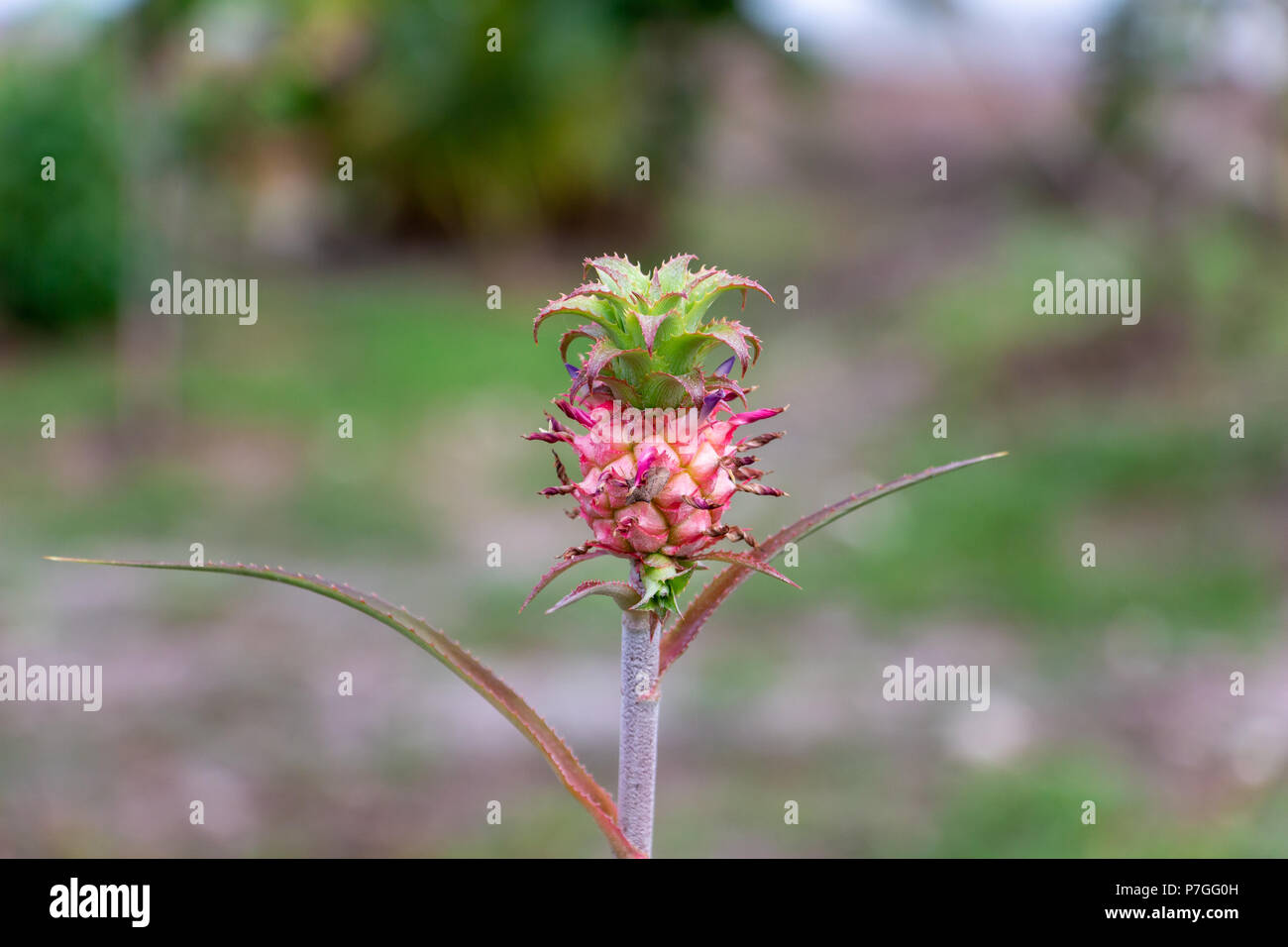 Ananas (Ananas bracteatus rouge), juvénile, petite - Pembroke Pines, Florida, USA Banque D'Images