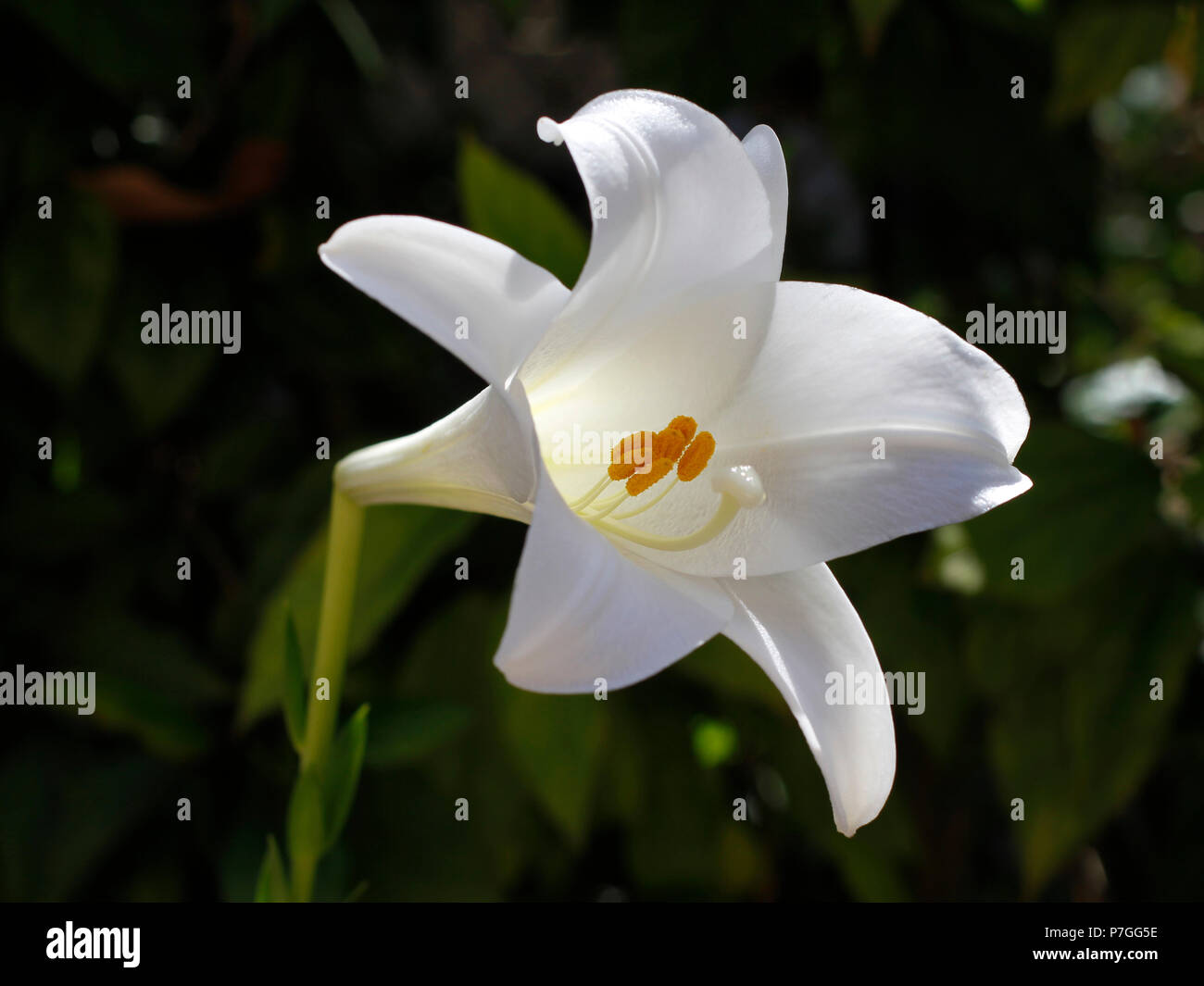 Belle fleur de lys de Pâques en fleurs. Blanc. six pétales, en forme de  trompette et de fleurs odorantes Photo Stock - Alamy