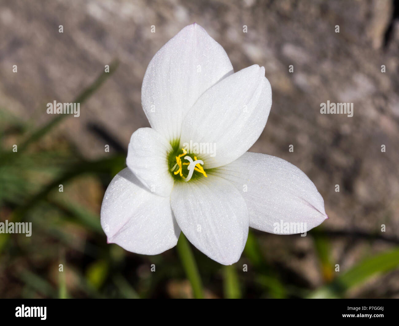 Zephyranthes fleur blanche, également connu sous le nom de zephyr lily,  Lily, pluie et autres noms windflower blanc, six pétales fleur avec six  étamines et style Photo Stock - Alamy