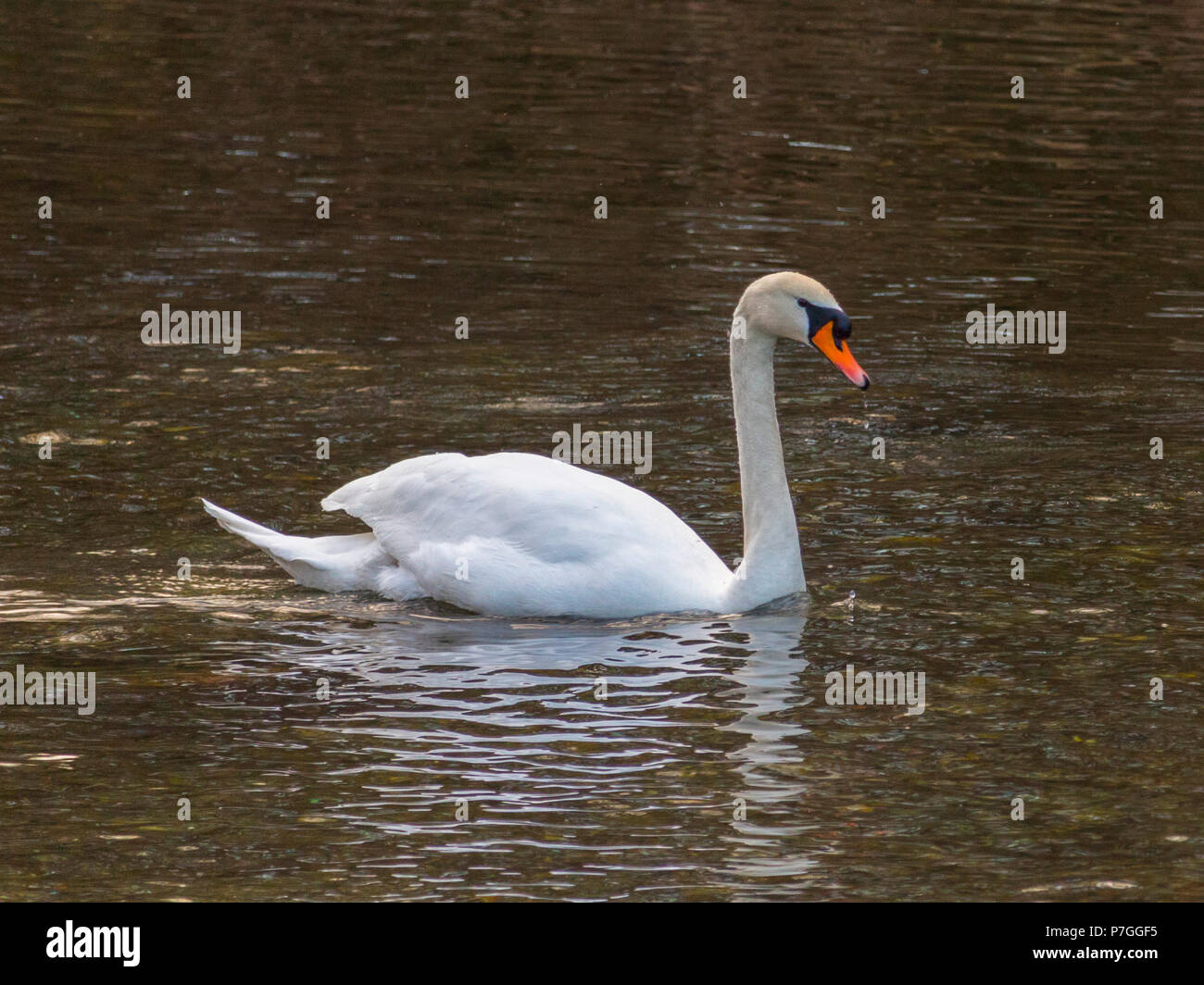 Swan isolés est la natation dans l'eau chaude Banque D'Images
