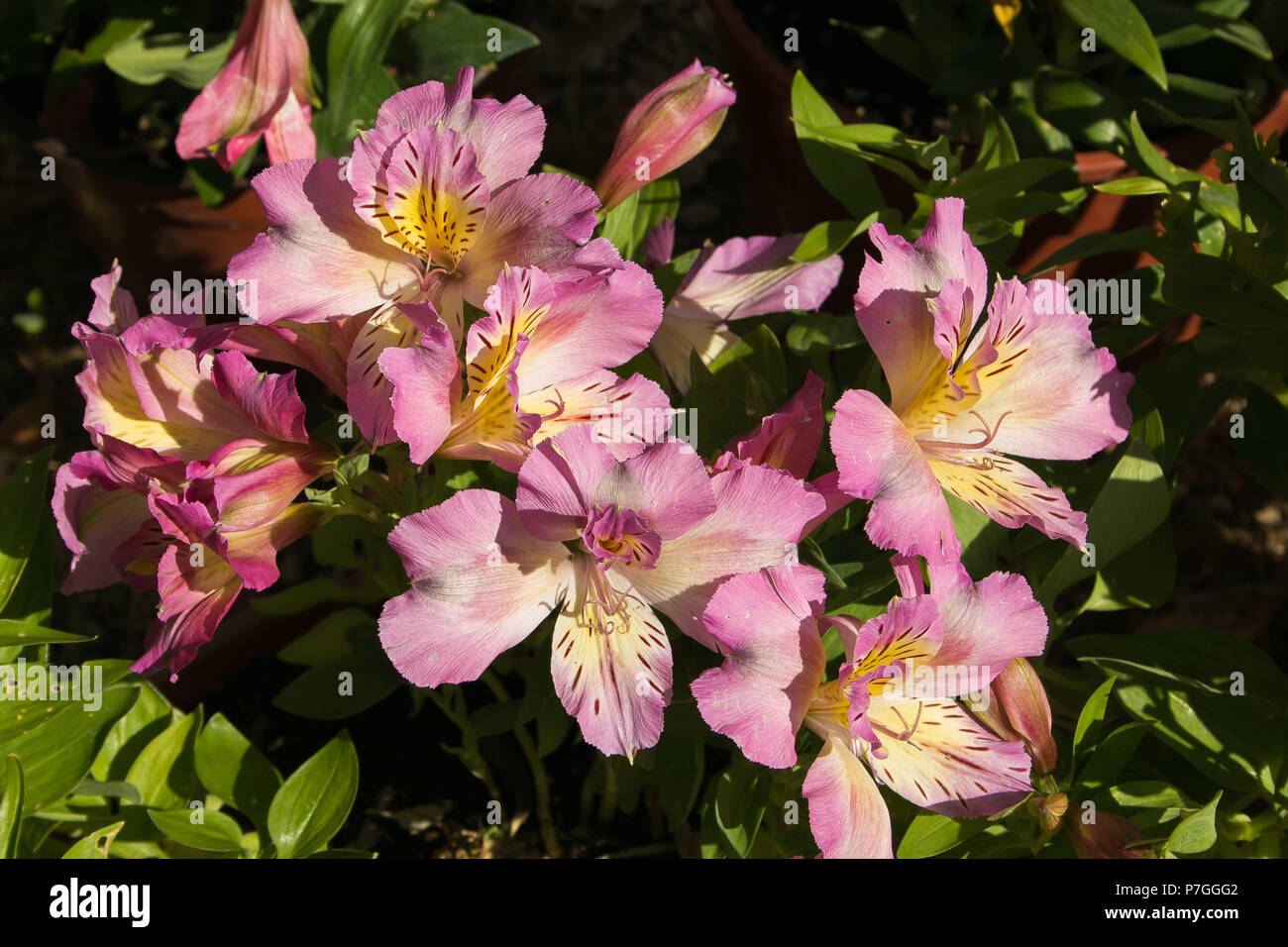 Un gros bouquet de fleurs d'alstroemeria rose dans le jardin Banque D'Images