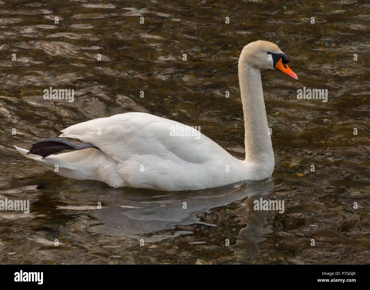 Swan isolés est la natation dans l'eau chaude Banque D'Images