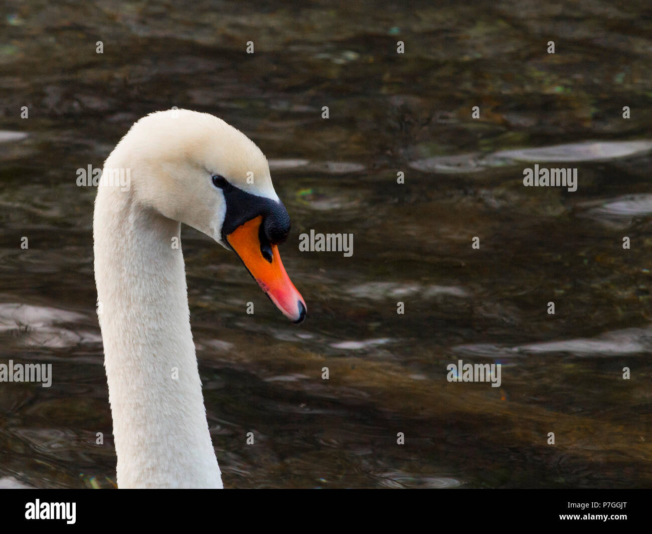 Swan isolés est la natation dans l'eau chaude Banque D'Images