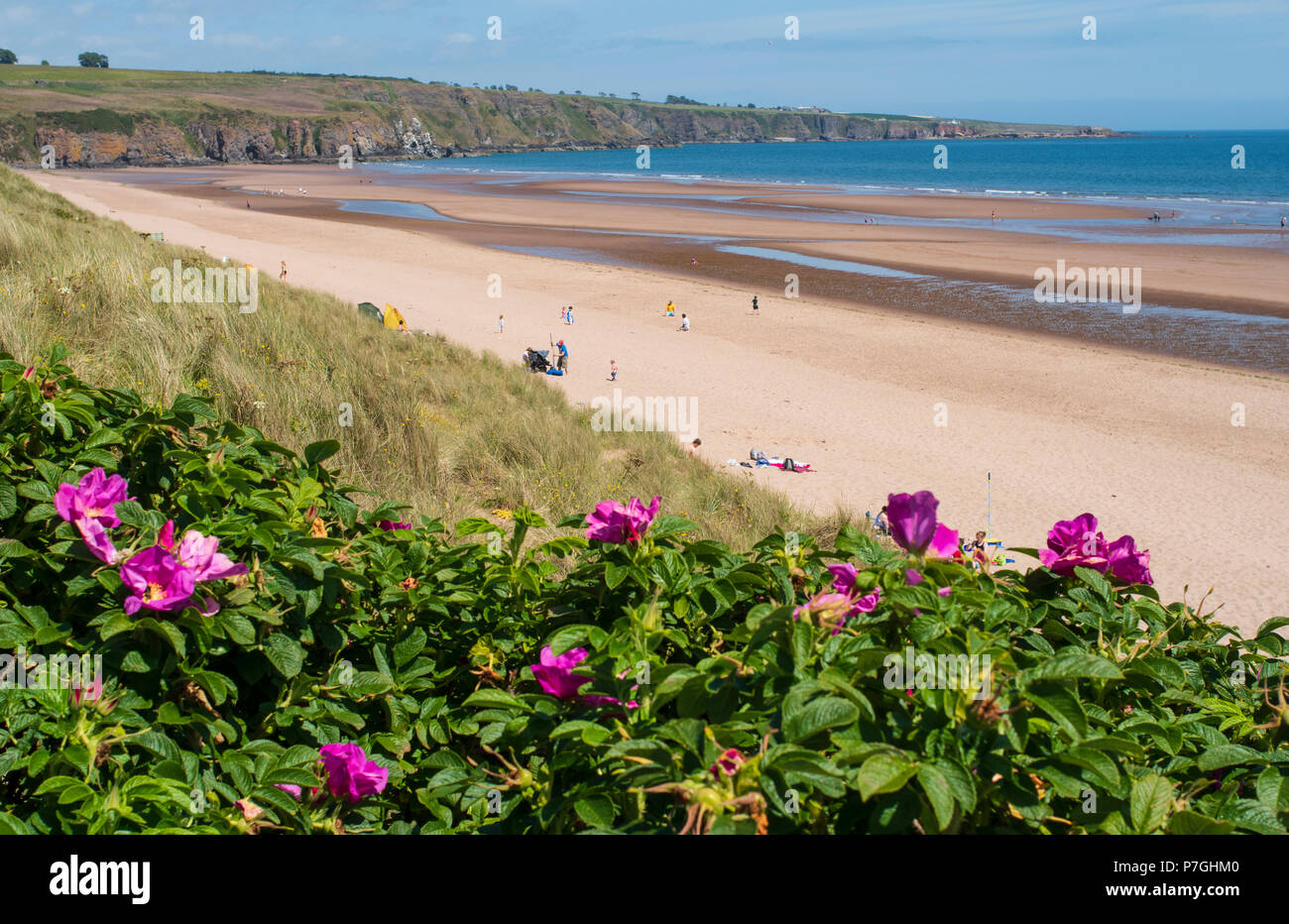 Lunan Bay, Angus, Scotland. Banque D'Images