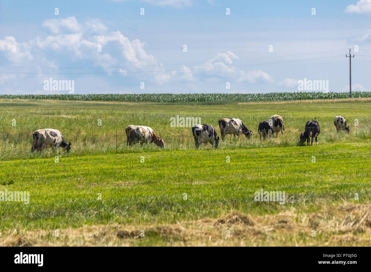 Les vaches qui paissent en Motley la prairie avec l'herbe verte. Au milieu de l'été . Ferme laitière . Podlasie, Pologne. Banque D'Images