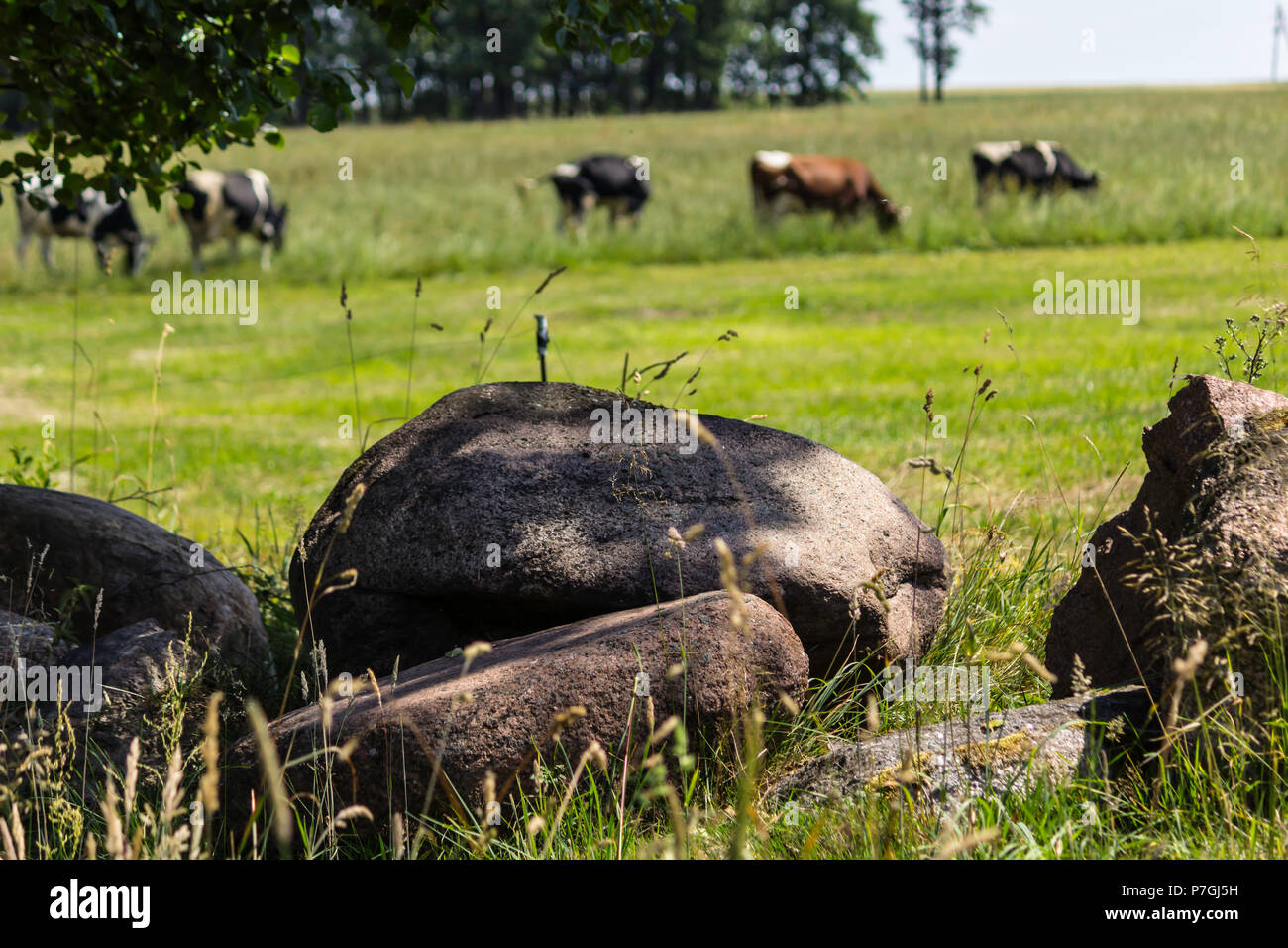 Clôture faite de rochers. Les vaches qui paissent en Motley la prairie avec l'herbe verte. Au milieu de l'été . Ferme laitière . Podlasie, Pologne. Banque D'Images