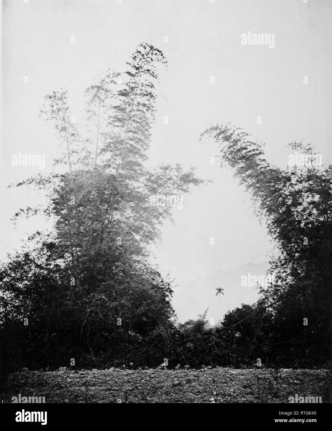 Anglais : photographie de John Thomson. Voir détail sur le lien ci-dessous. avant 1898 32 BAMBOUS DE BAKSA Banque D'Images