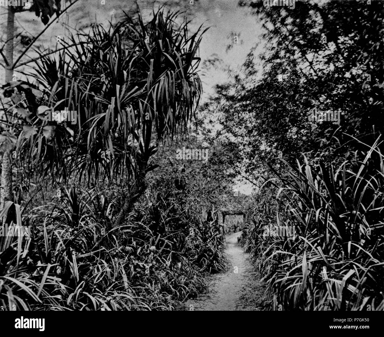 Anglais : photographie de John Thomson. Voir détail sur le lien ci-dessous. Avant 1898 359 Sylvan groves Taiwanfu ronde Banque D'Images