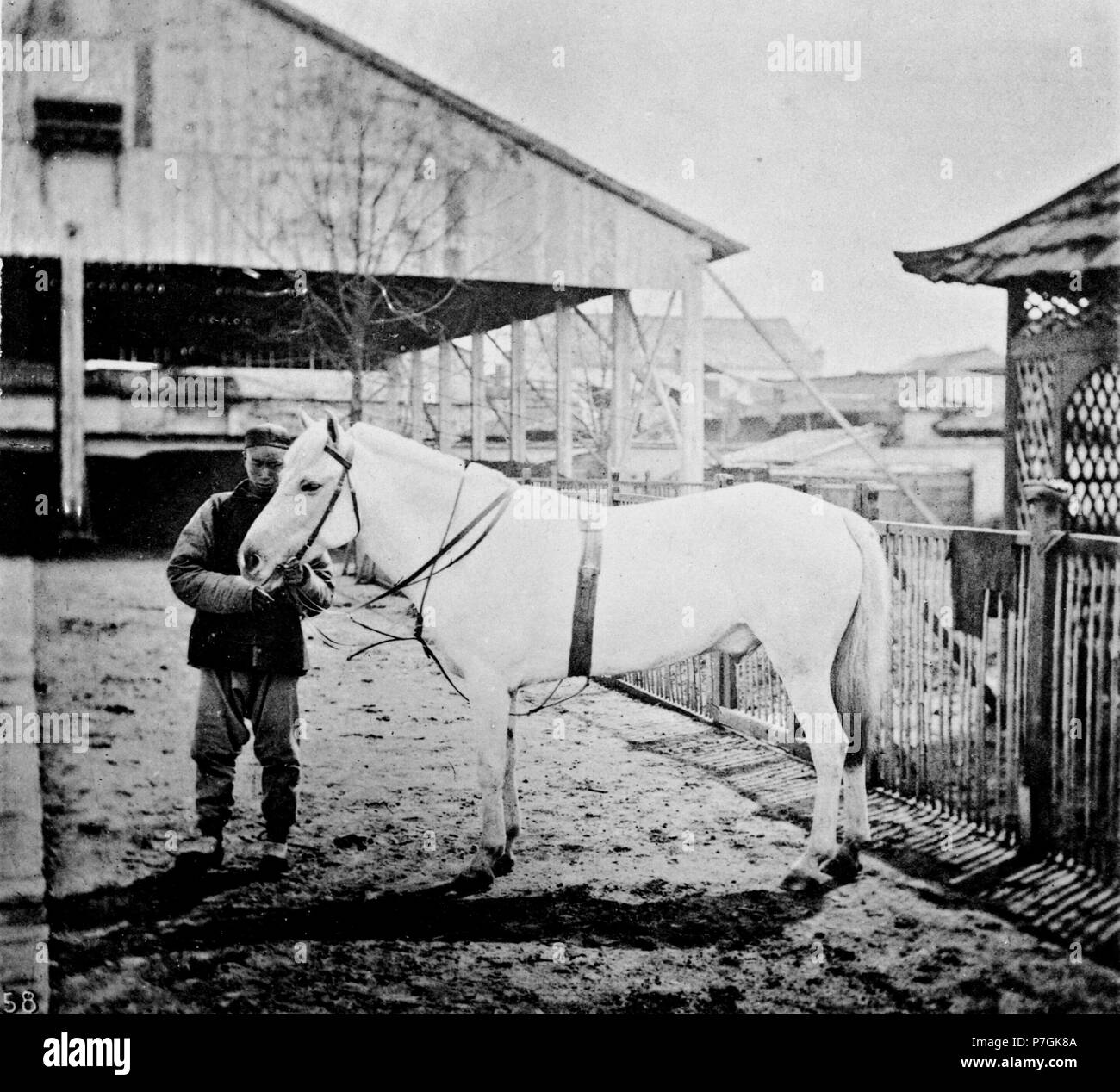 Anglais : photographie de John Thomson. Voir détail sur le lien ci-dessous. Avant 1898 289 PONEY DU NORD DE LA CHINE Banque D'Images