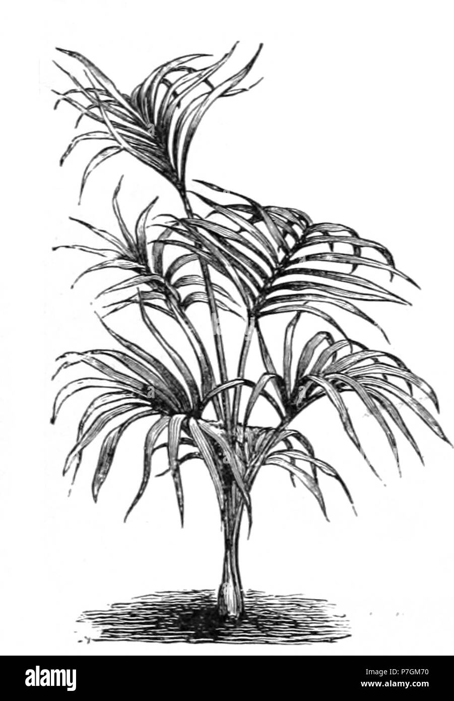 Howea belmoreana . Howea belmoreana 1892199 dimensions Banque D'Images