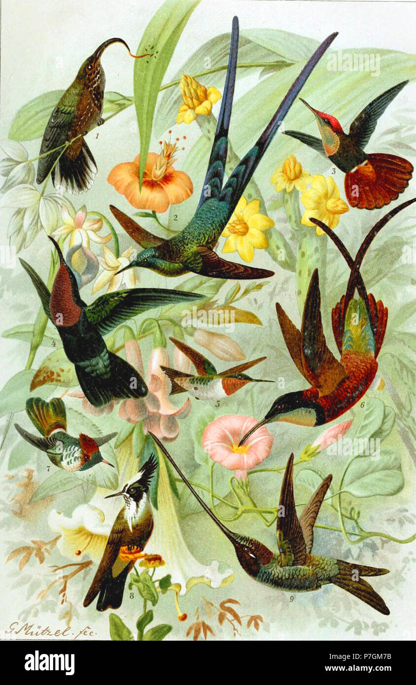 N/A. N/A 383 colibris Divers Banque D'Images