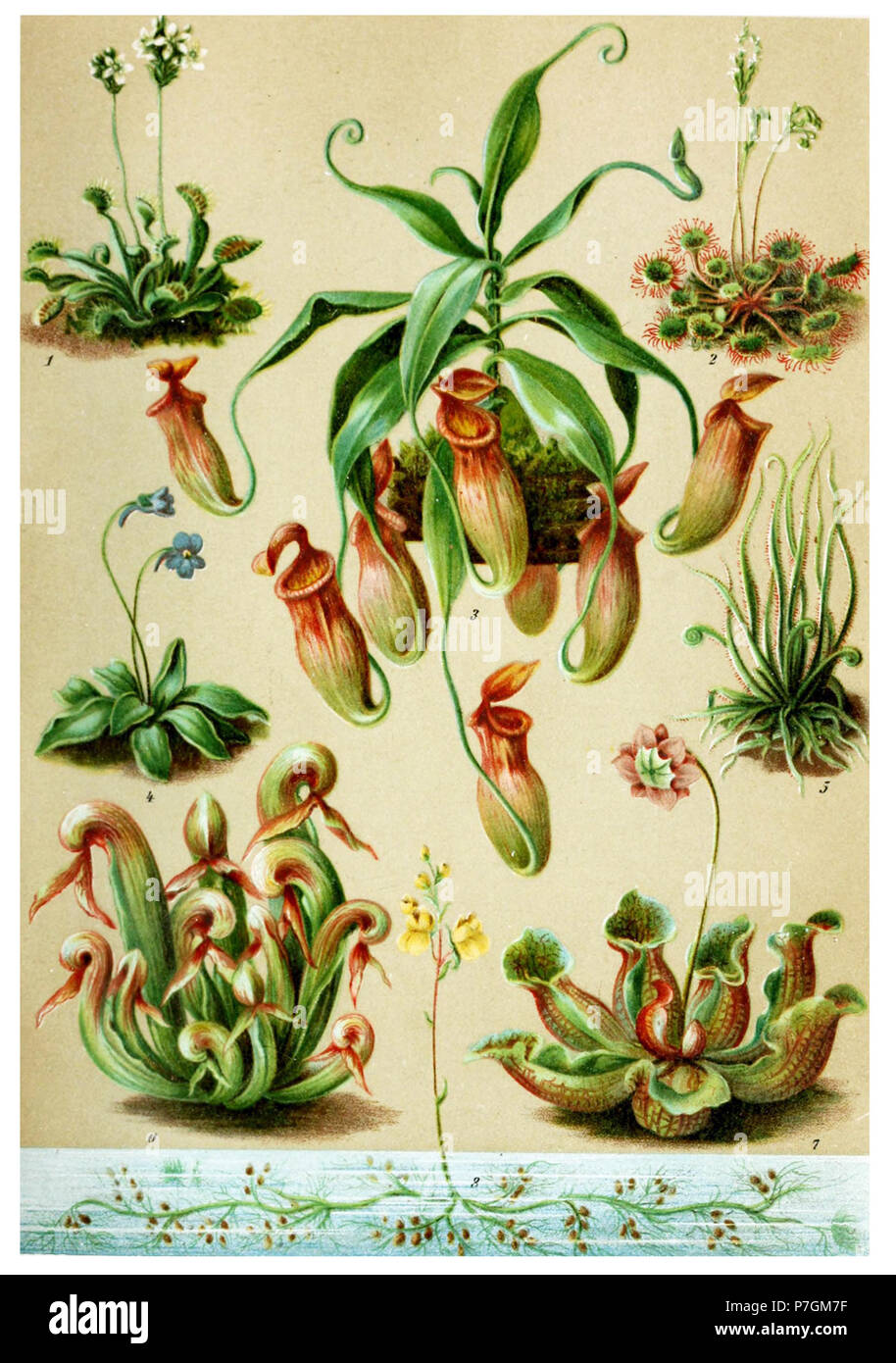 Plante carnivore . 189261 plante Banque D'Images