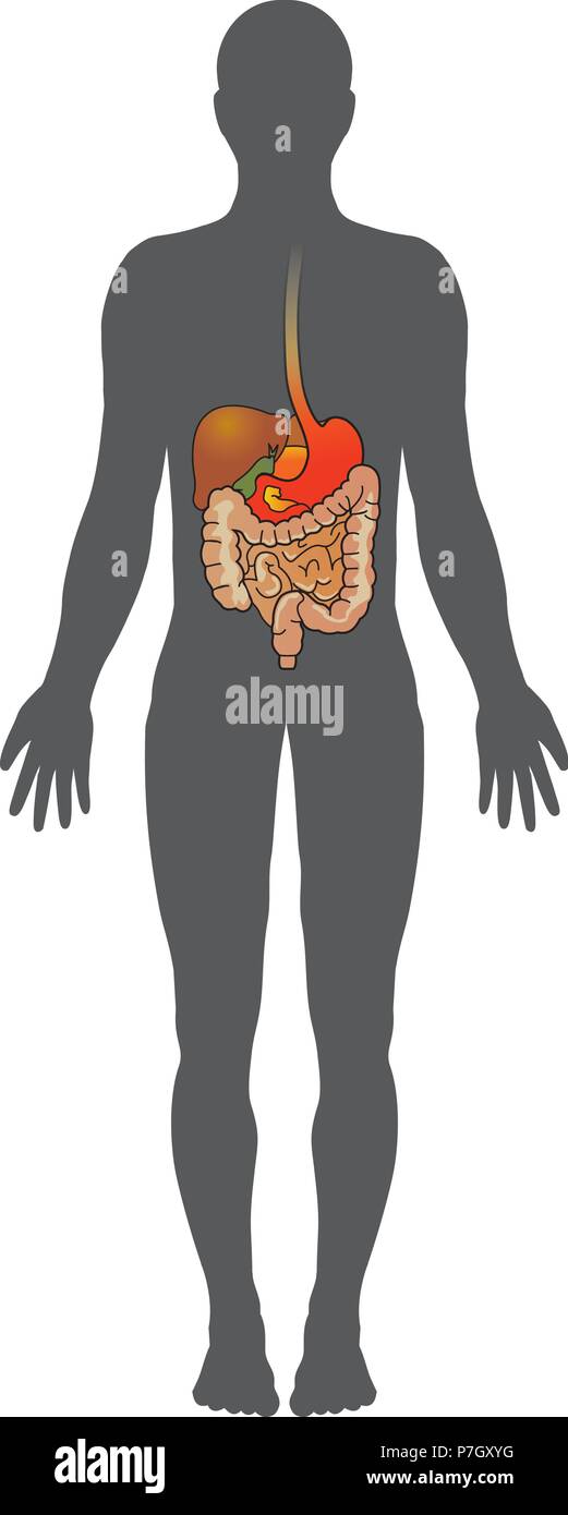 Le système digestif humain est constitué de l'appareil digestif ainsi que les organes auxiliaires de la digestion. Dans ce système, le processus de digestion a Illustration de Vecteur