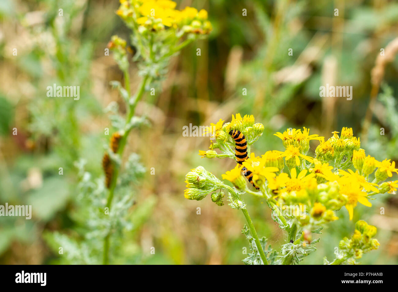 L'espèce de cinabre, Caterpillar, se nourrissant de la Tyrie jacobaeae séneçon commun toxiques en été, Dorset, Angleterre, Royaume-Uni Banque D'Images