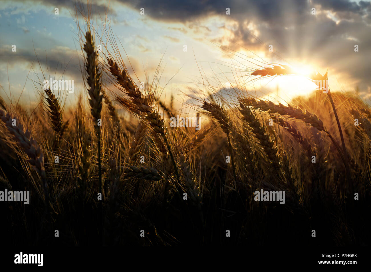 Beau champ avant la récolte du grain d'or Banque D'Images