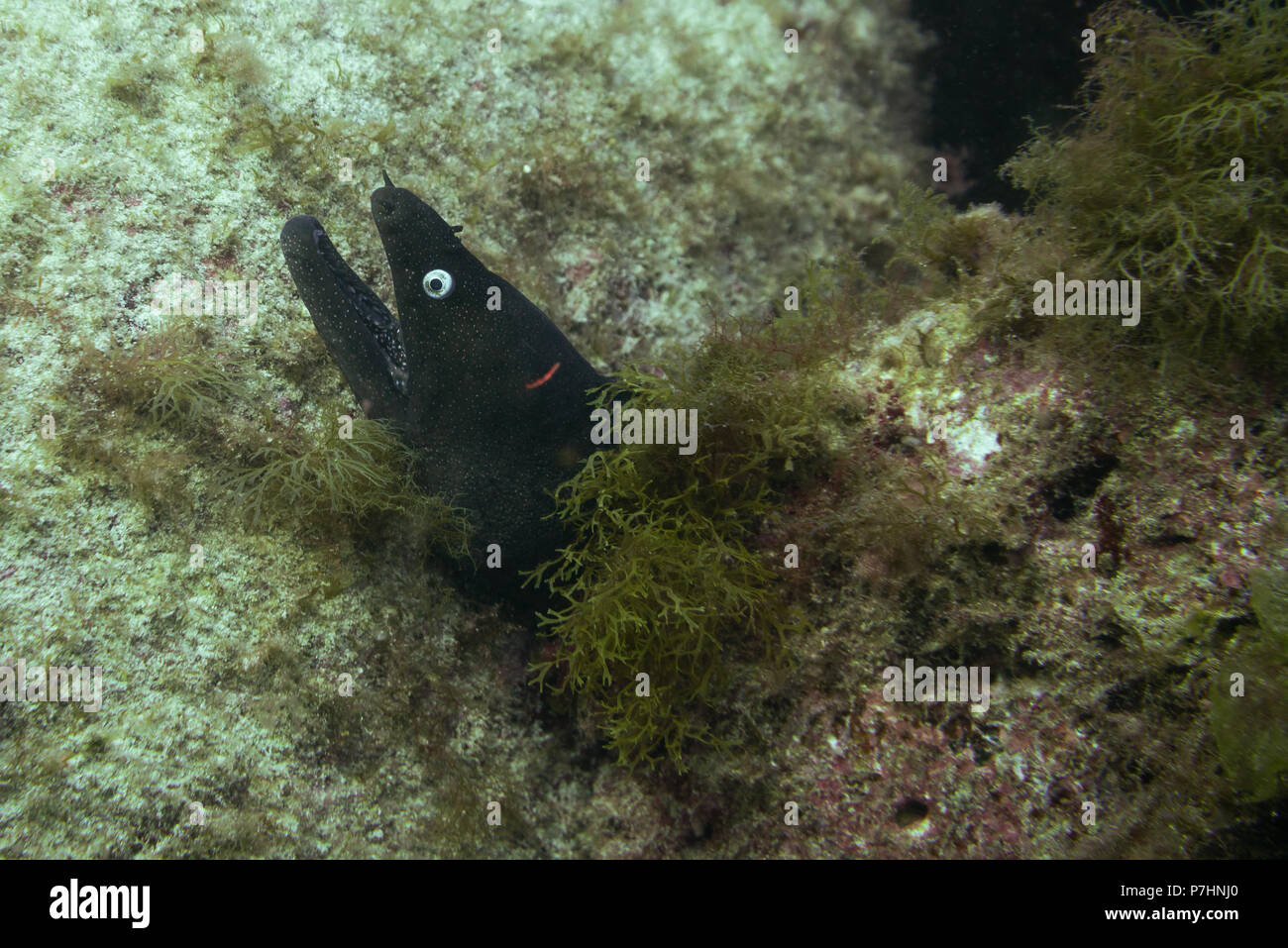 Grand Moray, Fuerteventura, îles canaries Banque D'Images