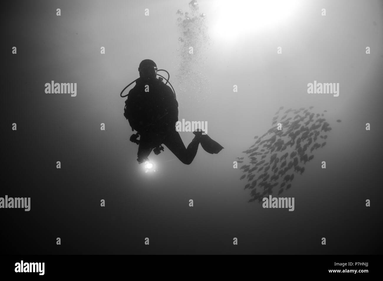 Rétroéclairage de plongeur avec un groupe de poissons, Fuerteventura Banque D'Images