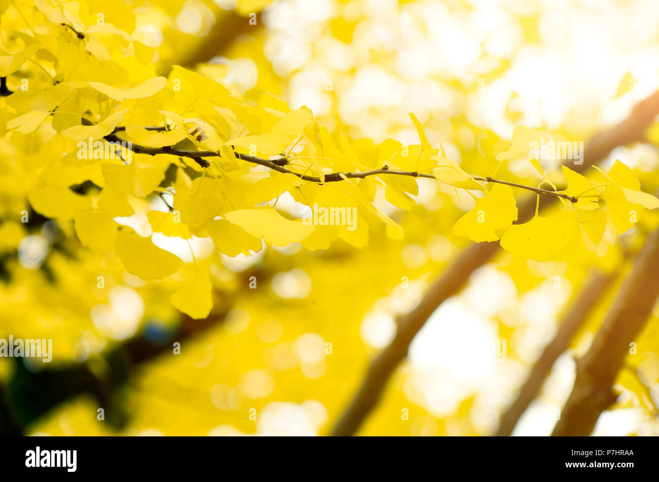 Jaune entièrement de Ginko les feuilles d'automne avec l'arrière-plan flou. Banque D'Images
