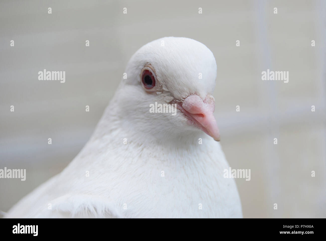 La Tête Dun Pur Sang De Pigeon Blanc Aux Yeux Rouges