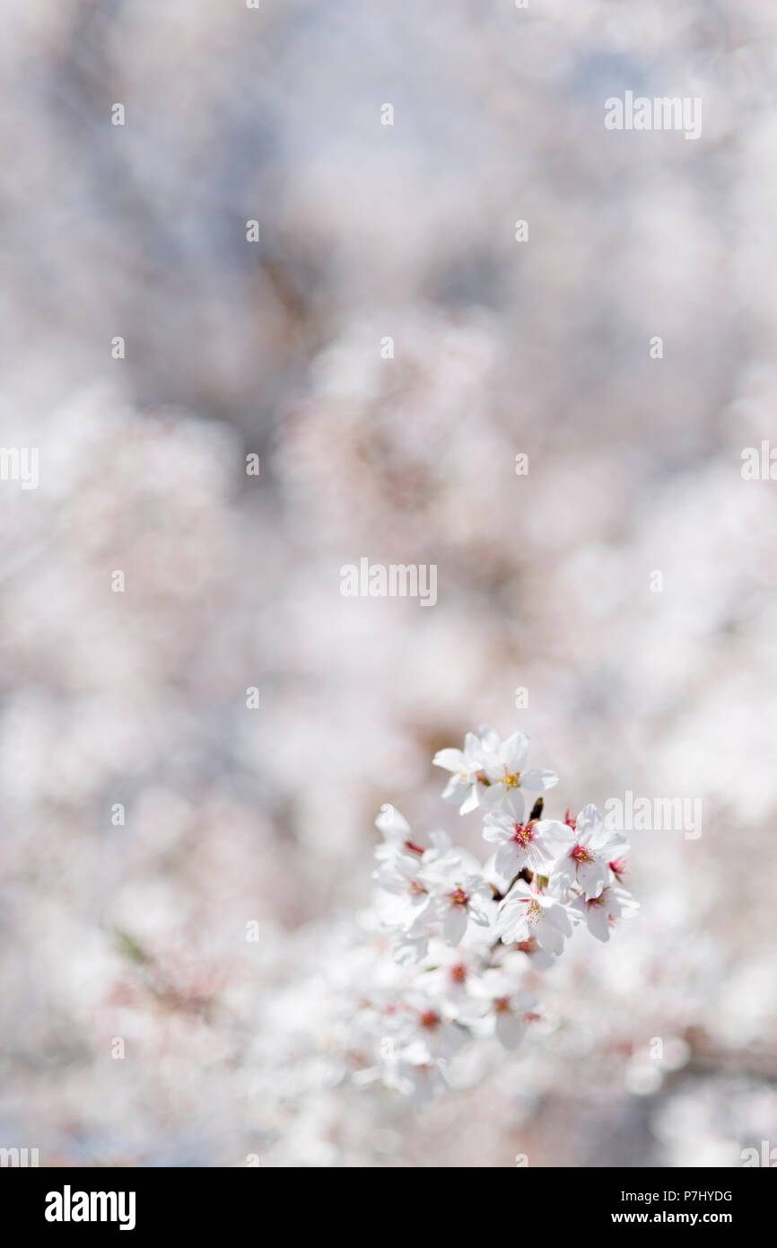 Les fleurs de cerisier japonais. Banque D'Images