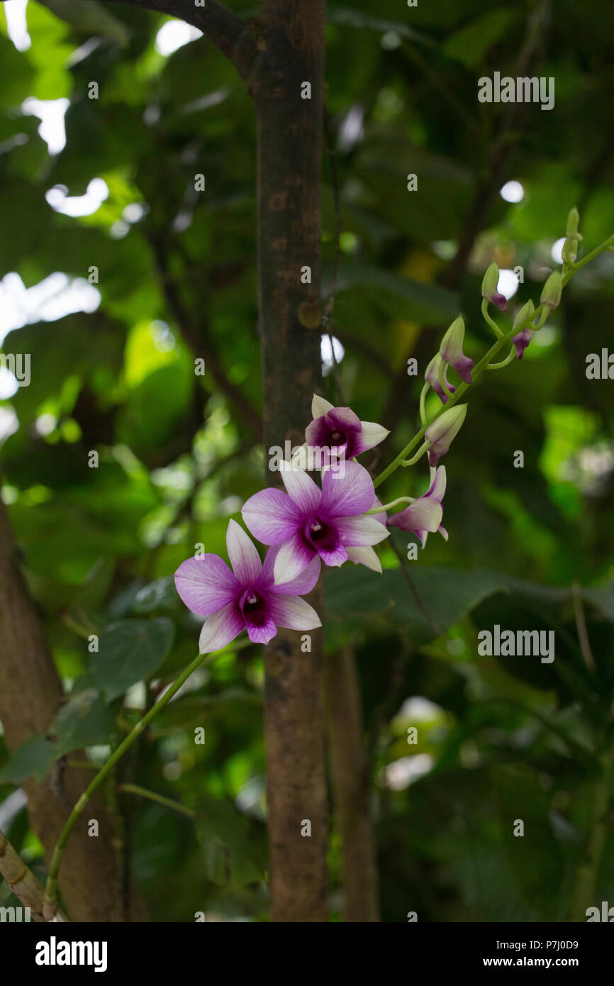 Jack-in-the-box tree (Hernandia ovigera / Hernandiaceae) à l'Eden Project, Cornwall. Banque D'Images