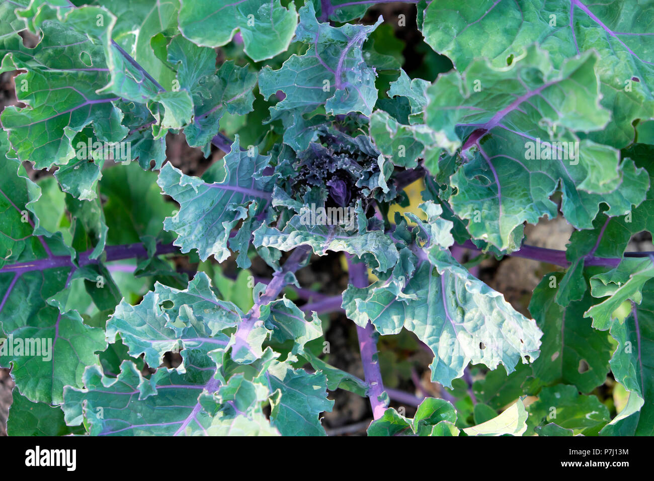 Nouvelle kalette végétale une croix hybride entre Kale et Bruxelles pousses poussant dans un jardin de campagne en été en milieu rural PAYS DE GALLES ROYAUME-UNI KATHY DEWITT Banque D'Images