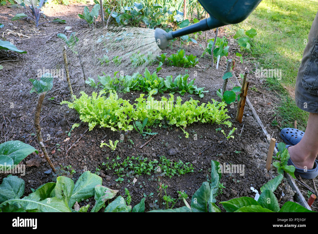 Homme jardinier arrosant des plants de roquette de laitue dans un lit surélevé pendant la chaude canicule estivale de 2018 dans un jardin de campagne pays de Galles UK KATHY DEWIT Banque D'Images