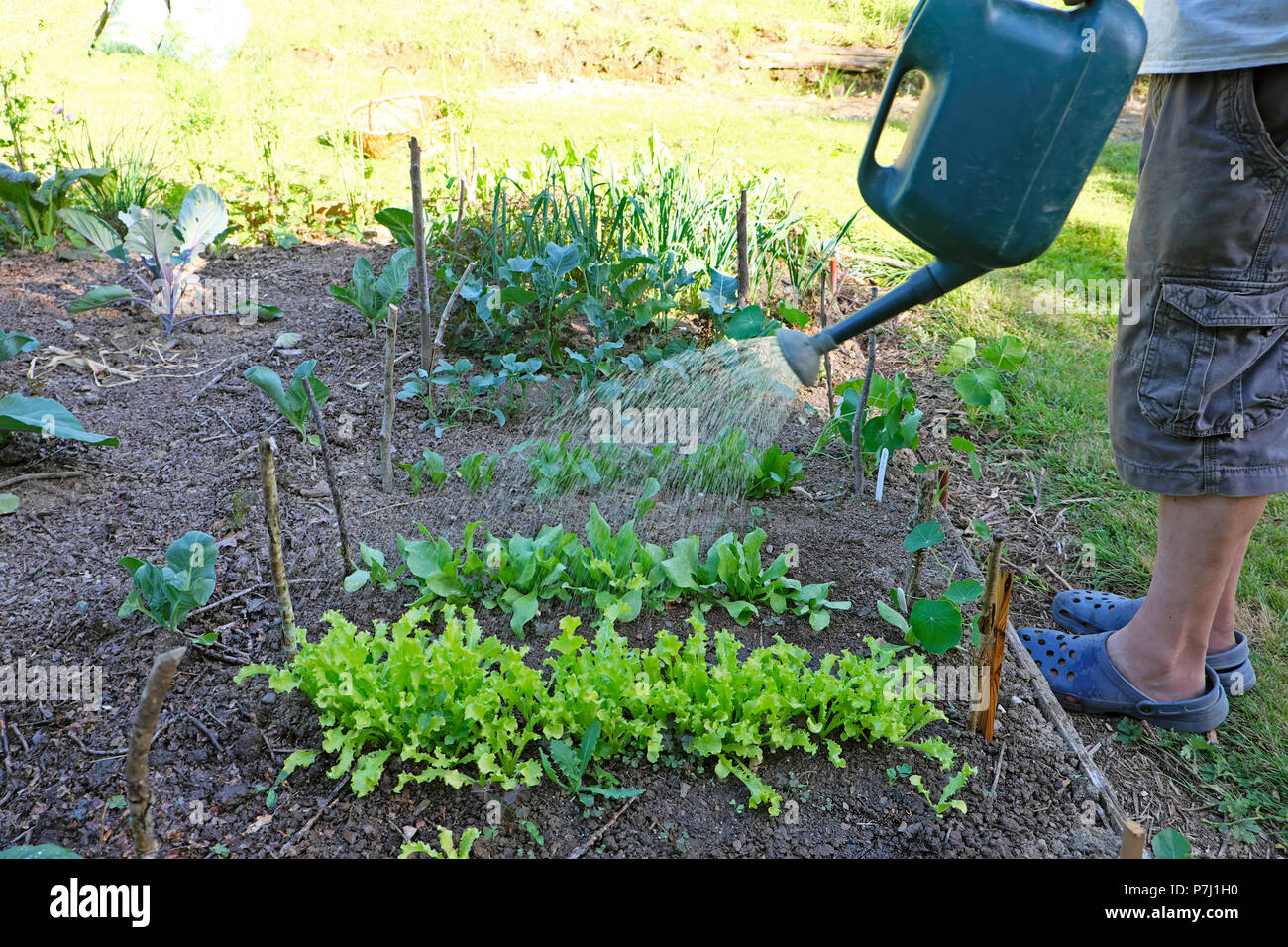 Homme jardinier arrosant jardin cultivant des plants de laitue et de roquette dans un lit de salade surélevé juin 2018 en été dans la canicule dans l'ouest du pays de Galles UK KATHY DEWITT Banque D'Images