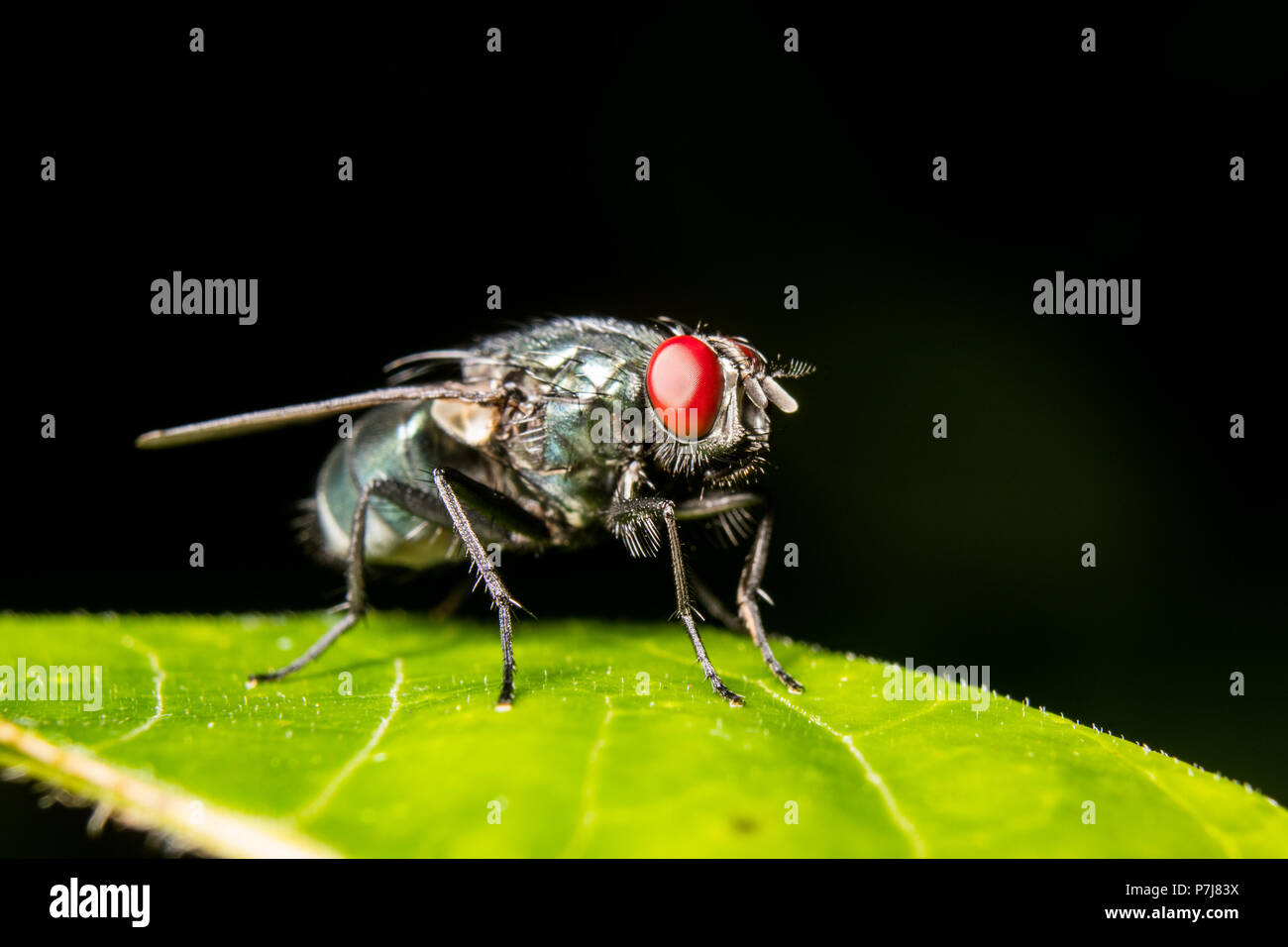 Une mouche verte repose sur une feuille. Banque D'Images