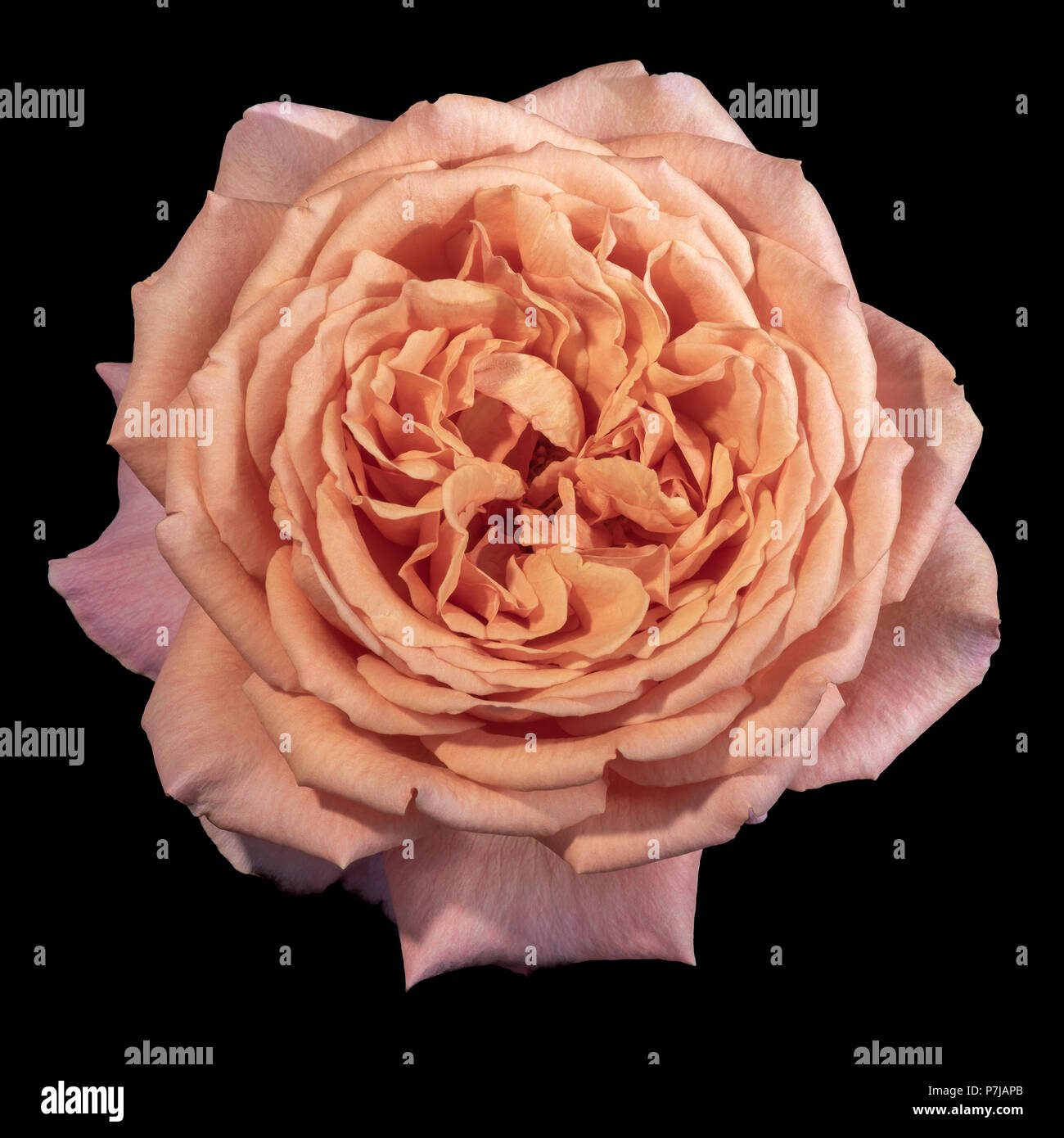 Fine Art Couleur Pastel Nature Morte Fleur Macro Portrait D