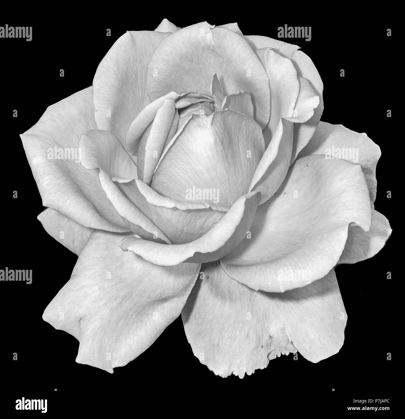 Monochrome noir et blanc fine art floral fleur macro vie toujours libre d'une seule fleur rose à fleurs isolé sur fond noir avec des détails Banque D'Images
