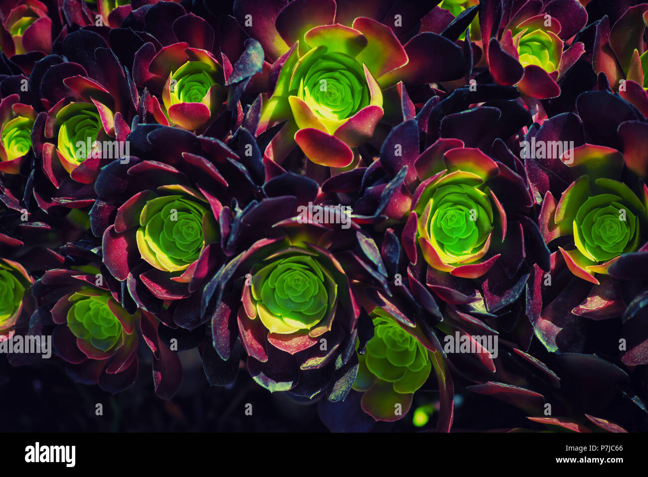 Close-up de succulentes aeonium Banque D'Images