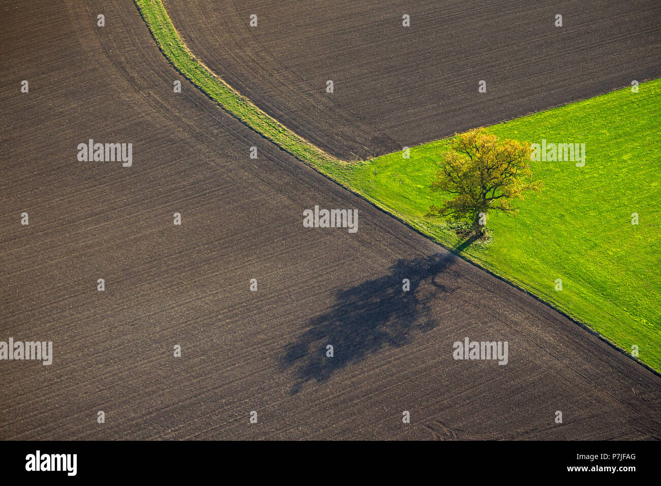 Arbre isolé avec ombre sur un pré entouré de champs récoltés, Ruethen, Sauerland, Nordrhein-Westfalen, Germany, Europe Banque D'Images