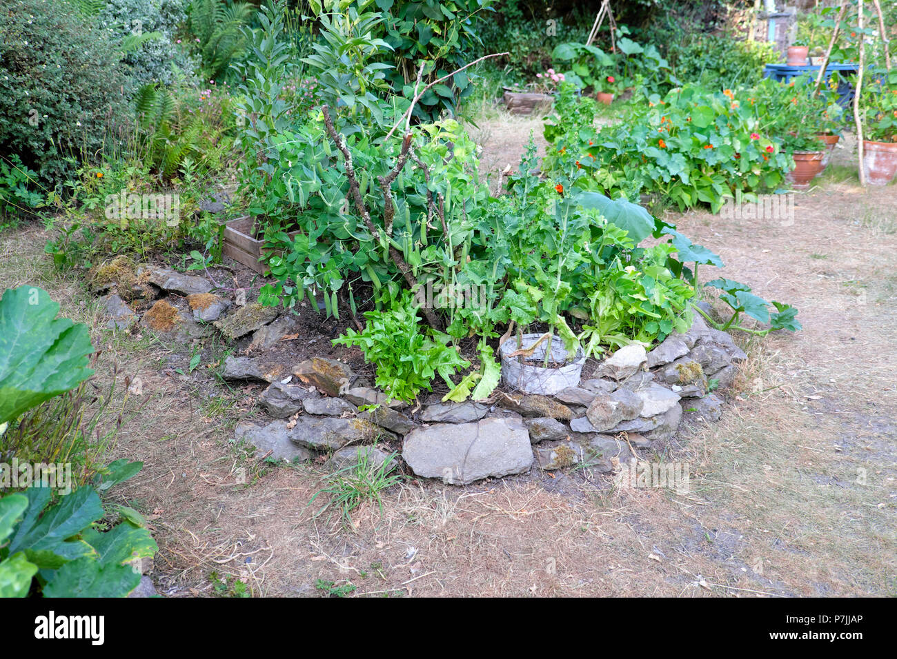 Les légumes et les fleurs luttent pour croître sous la vague de chaleur de juin 2018 Conditions dans un petit jardin avec pelouse en parché dans l'Ouest rural PAYS DE GALLES ROYAUME-UNI KATHY DEWITT Banque D'Images