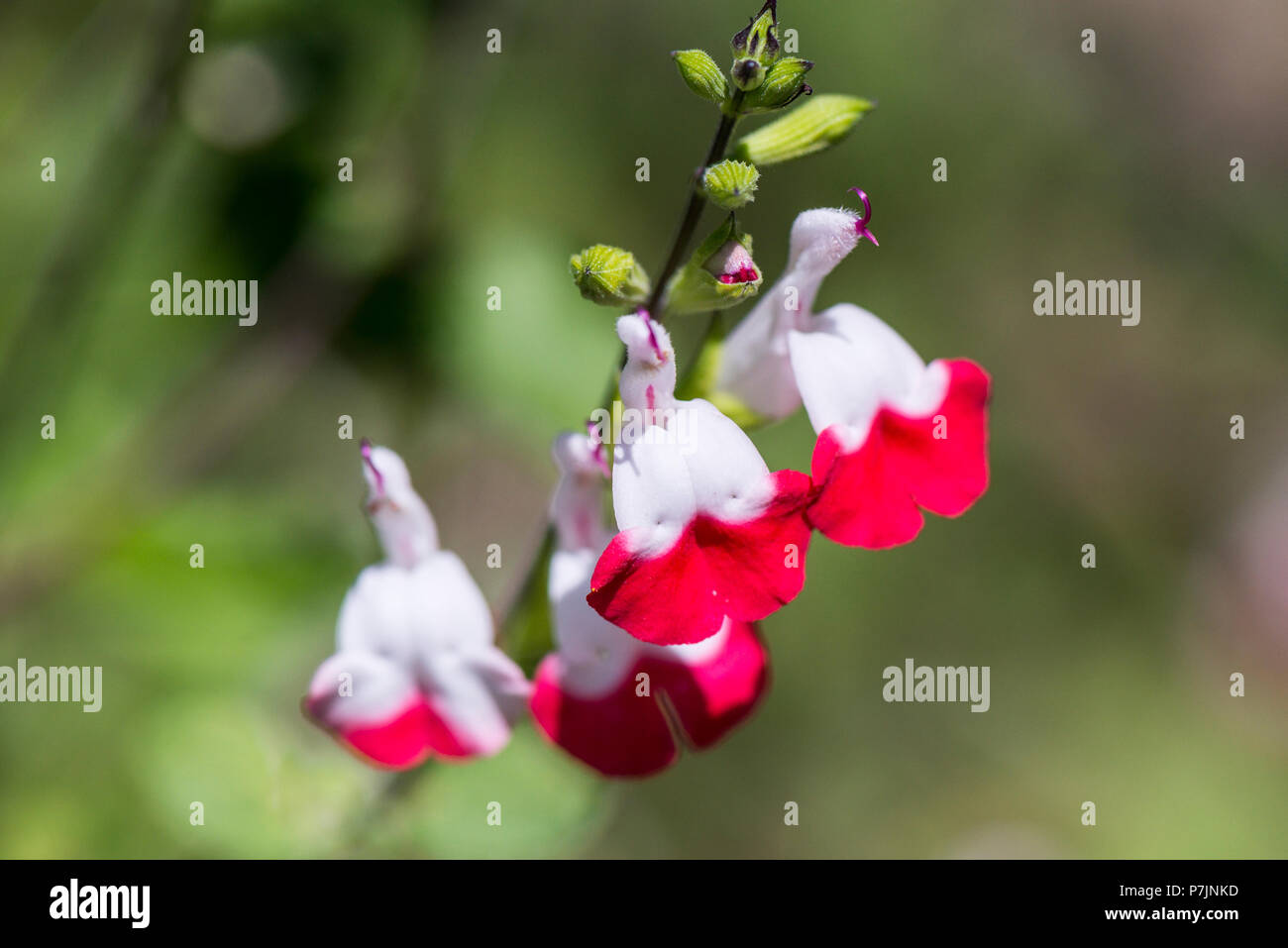 Les fleurs de la sauge 'Hot Lips' (Salvia 'Hot Lips') Banque D'Images