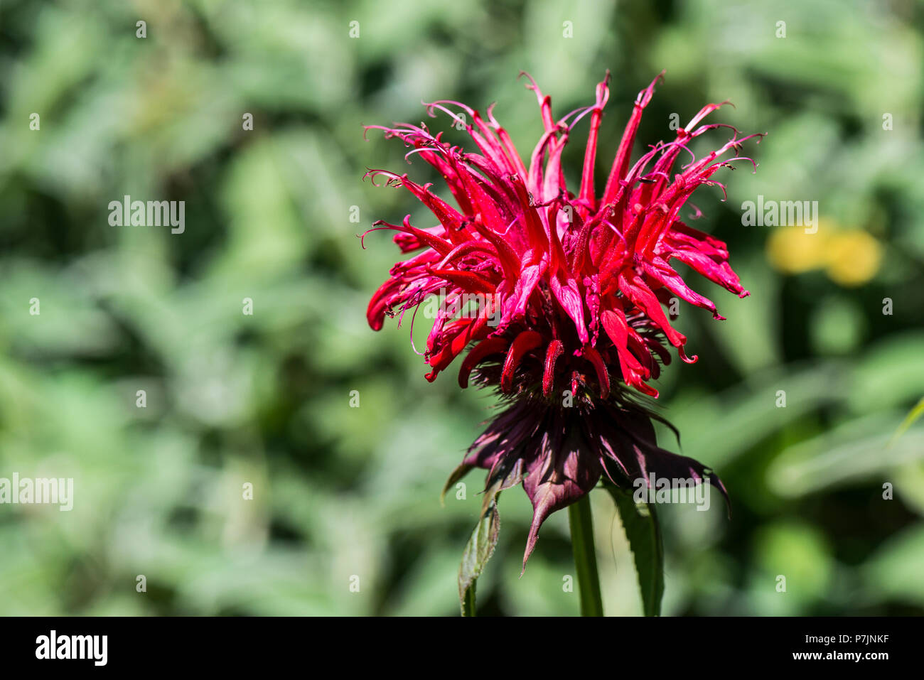 Les fleurs rouges d'un bergamote (Monarda didyma) Banque D'Images