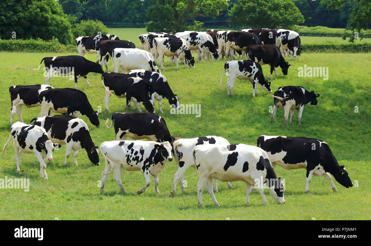 Troupeau de vaches frisonnes britanniques paître sur une terre agricole dans l'est du Devon Banque D'Images