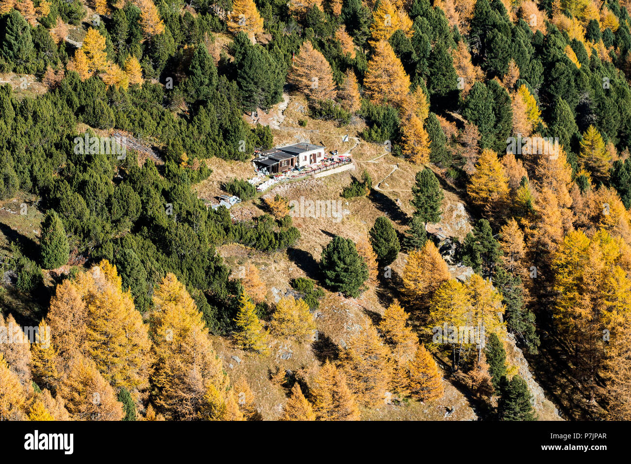 Restaurant Unterer Schafberg près de Pontresina dans la Haute-engadine, forêt d'automne, vue aérienne, Engadine, Grisons, Suisse Banque D'Images