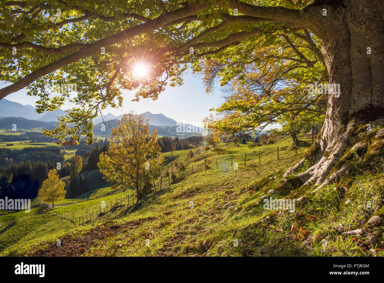 Golden Octobre, automne, forêt de hêtres, rayons, région de l'Allgäu, près de Füssen. Banque D'Images