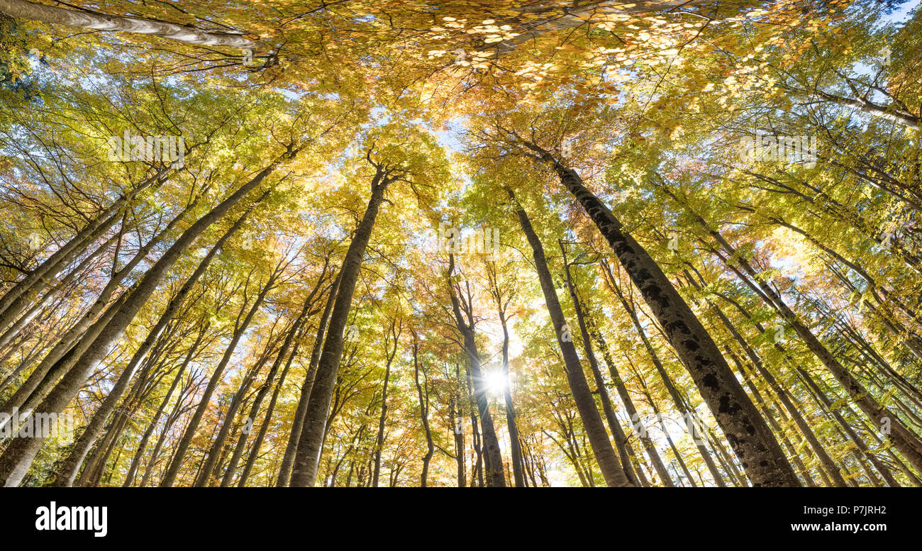 Golden Octobre, automne, forêt de hêtres, rayons de Banque D'Images