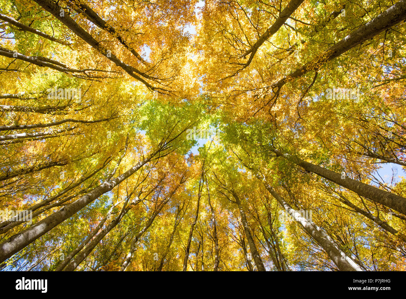 Golden Octobre, automne, forêt de hêtres, rayons de Banque D'Images