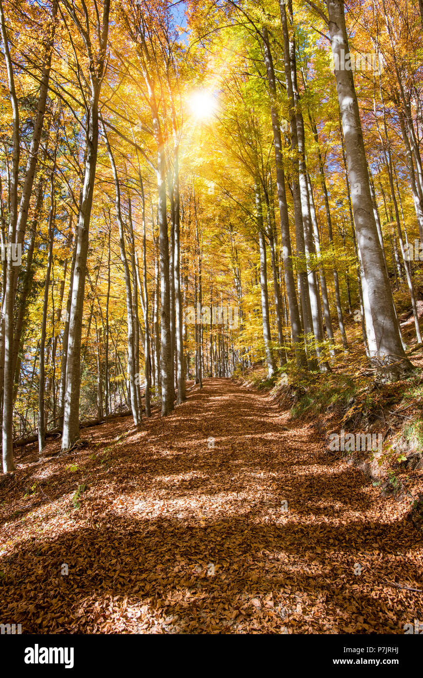 Golden Octobre, automne, forêt de hêtres, rayons de Banque D'Images